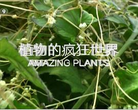 植物的疯狂世界 Amazing Plants的海报