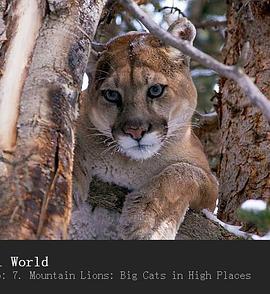 山狮：高地的大猫 Mountain Lions: Big Cats in High Places的海报