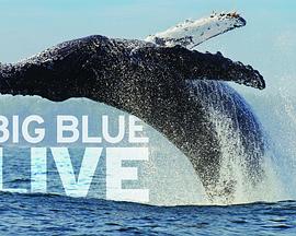 深蓝海洋 Big Blue Live的海报