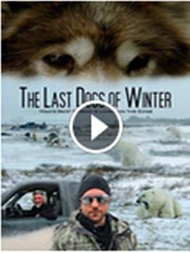 濒危的爱斯基摩犬 The Last Dogs of Winter的海报