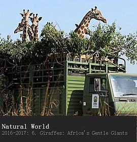 长颈鹿：非洲的温柔巨人 Natural World - Giraffes: Africa's Gentle Giants的海报