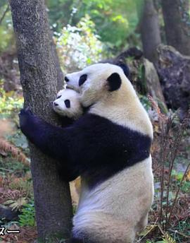 熊猫回归山林 野放全记录 パンダ 山へ帰る～密着記録 野生化プロジェクト～的海报