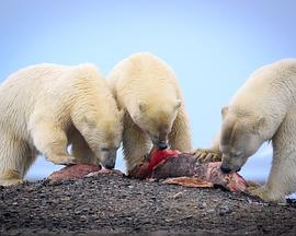北极熊的盛宴 The Great Polar Bear Feast的海报