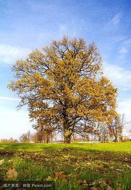 橡树：自然界最伟大的幸存者 Oak Tree: Nature's Greatest Survivor的海报