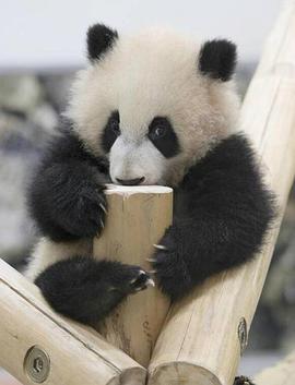 熊猫育幼百天记 -“主角是母子”的白浜模式- 世界が注目！パンダの子育て ～密着・愛と涙の180日～的海报