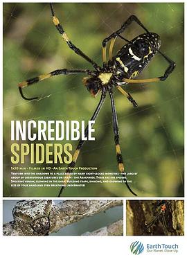 蜘蛛零距离 Incredible Spiders的海报