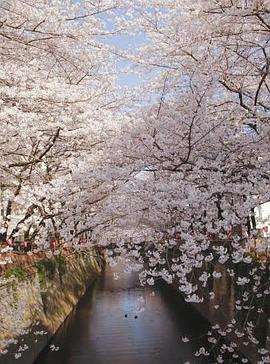 樱花 Cherry Blossoms Romance Spring In Japan的海报