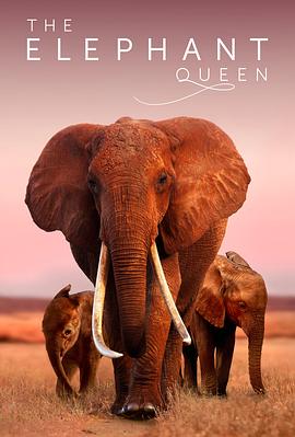 大象女王 The Elephant Queen的海报