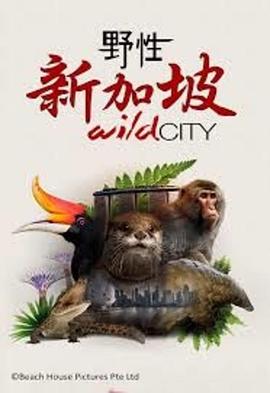 野性新加坡 Wild City的海报