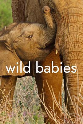 野生动物宝宝 第一季 Wild Babies Season 1的海报