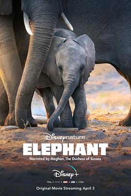 大象 Elephant的海报