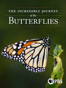 蝴蝶的神奇之旅 The Incredible Journey of the Butterflies的海报