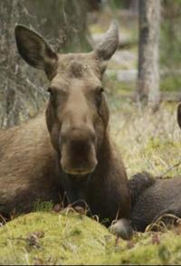 与驼鹿家庭同行 Meet the Moose Family