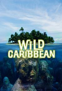 野生加勒比 Wild Caribbean - Rhythms of Life