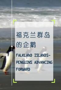 企鹅之岛：福克兰/福克兰群岛的企鹅 Penguin Island: The Falklands 2010