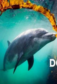 海豚：海洋奇观 Dolphins: Wonders of the Ocean