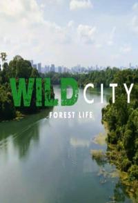 野生城市：森林生物 Wild City: Forest Life