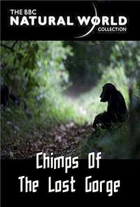 失落峡谷的黑猩猩 The Natural World: Chimps of the Lost Gorge