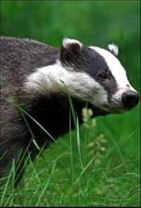 自然世界：狗獾 Badgers: Secrets of the Sett