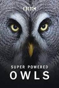 超能猫头鹰 Natural World: Super Powered Owls