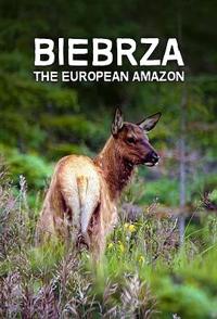别布扎河：欧洲的亚马孙 Biebrza: The European Amazon
